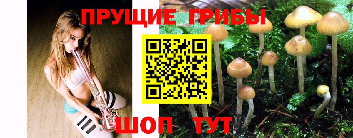 Санкт-Петербург  Галлюциногенные грибы Cubensis  Вход с VPN 
